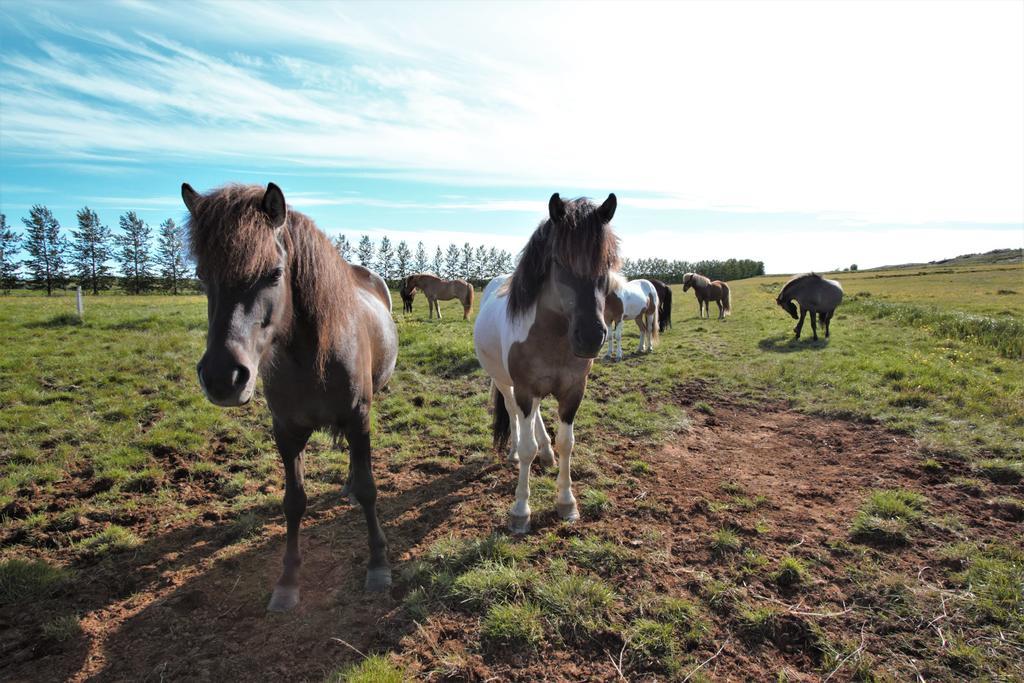 Greenkey Ranch - Fell Reykholt  Exteriér fotografie